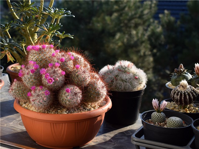 mammillaria bombycina